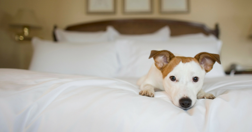 pet friendly hotel singapore